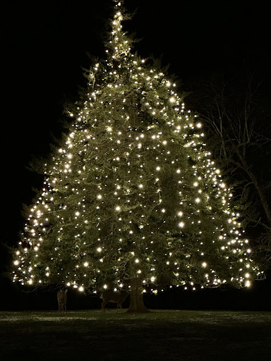 Photo from customer review